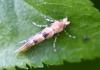 Phyllonorycter trifasciella